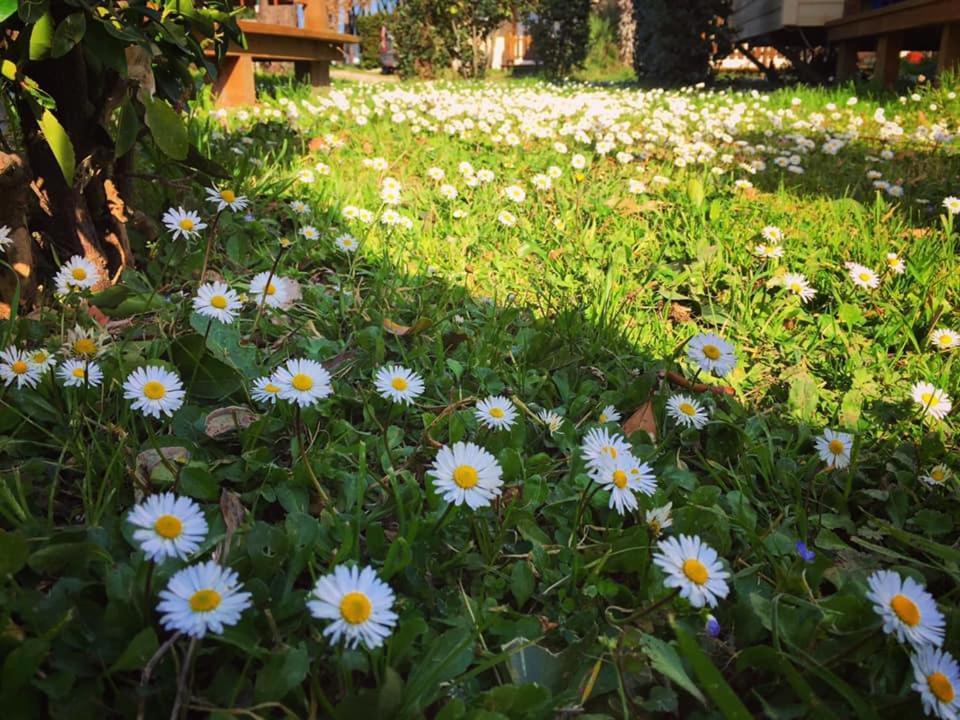 Camping Village Tuscia Tirrenica Tarquinia Exterior foto